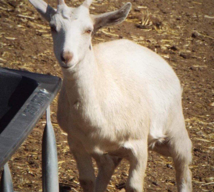 todays-homesteader-ranch-petting-zoo-photo